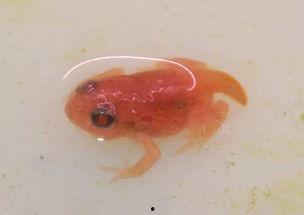 国产蝌蚪,创新科技引领未来生态养殖新篇章