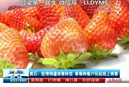 草莓国产在线,品味本土鲜甜，共筑绿色食尚